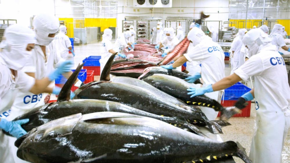Vietnam's tuna exports maintain impressive growth